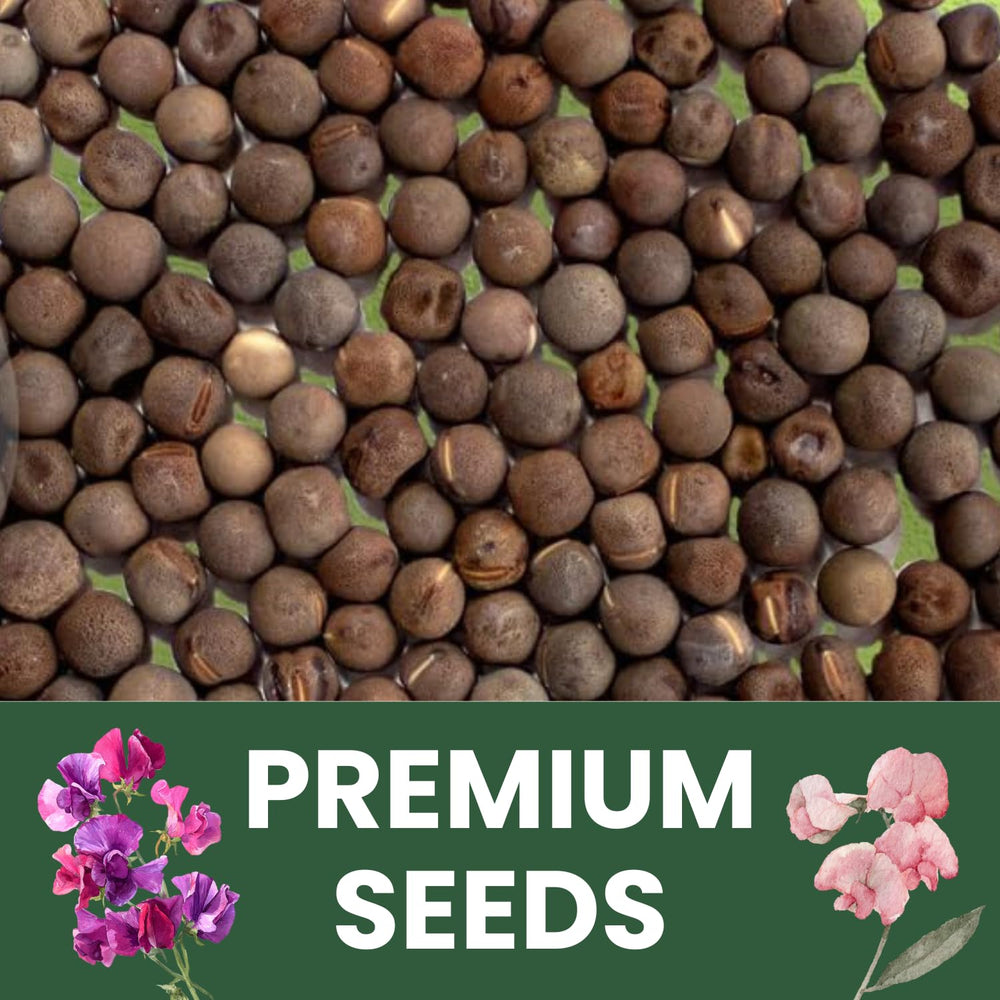 Compact seed pack from FAMILY SOWN for the Royal Family Mix