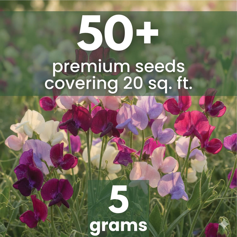 Sweet Pea Royal Family Mix vines on a trellis showing vertical growth