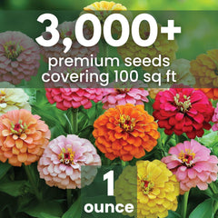 Family Sown Zinnia California Giants bloom close-up showing bold colors for borders