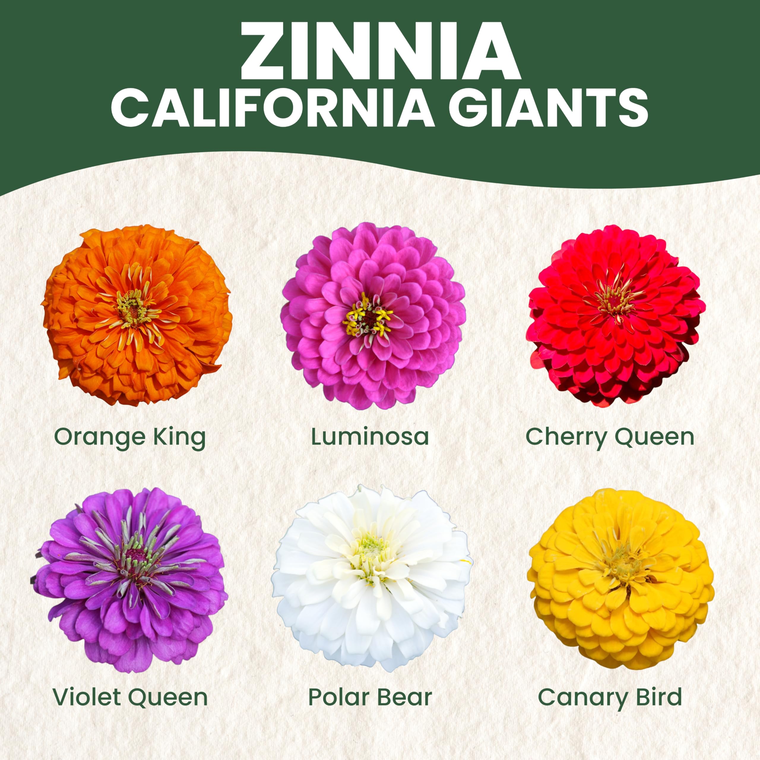 Family Sown Zinnia California Giants border garden display with bright blooms