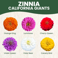 Family Sown Zinnia California Giants border garden display with bright blooms