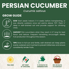 Family Sown compact garden cucumber plant thrives in small spaces.