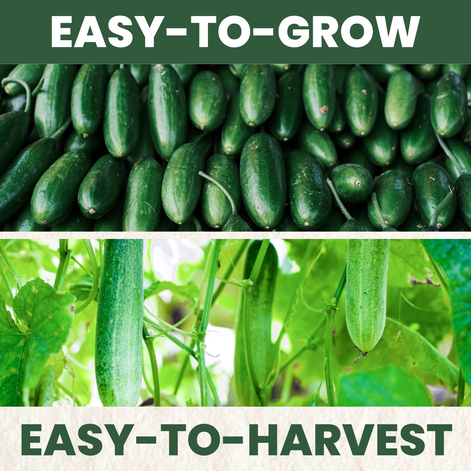 Family Sown cucumber trellis supports tidy vertical growth and fruit quality.