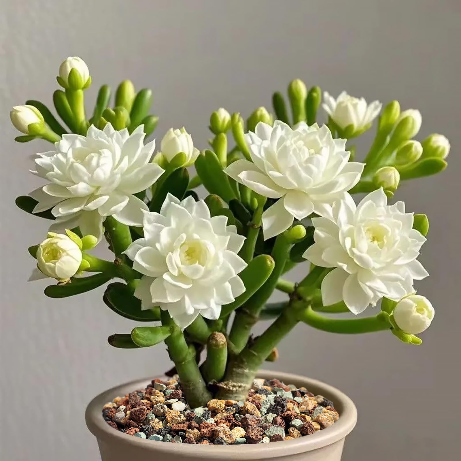 FANTIAN drainage and aeration for plants showcases better airflow for orchids and succulents.