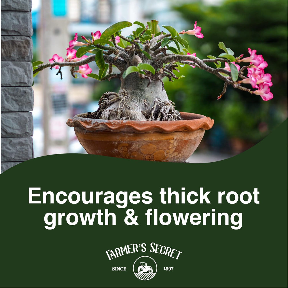Farmer's Secret Desert Rose trunk growing thicker and sturdier.