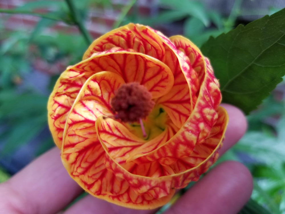 Spray-ready or pour-ready application on flowering crops for even coverage.
