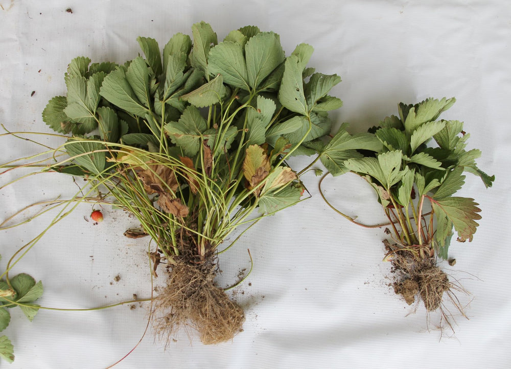 Petunias perk up through routine watering with Farmer’s Secret.