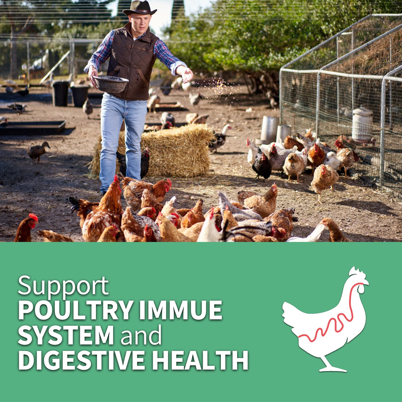 FCI Grubs multi-bird diet use photo suggests versatile appeal for chickens and ducks