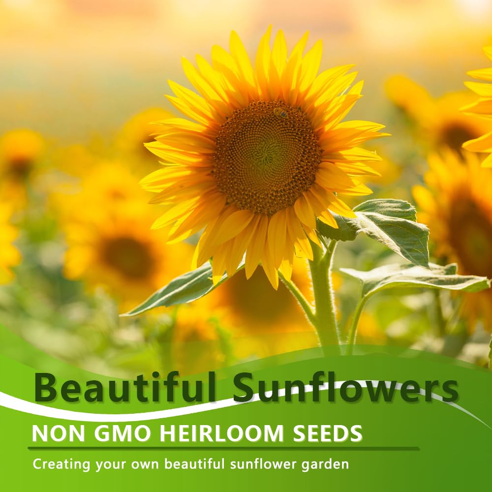 Ficoszo annual sunflowers growing in a bright garden setting