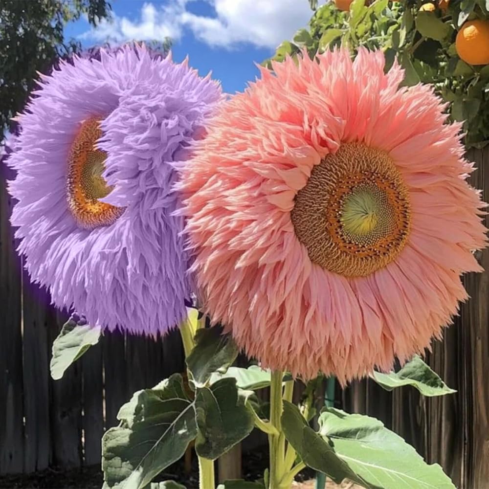 Ficoszo beginner-friendly sunflowers easy to grow for home gardens.