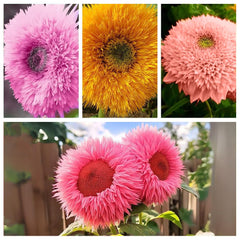 Ficoszo giant Teddy Bear bloom close-up shows fluffy petals and sunny color.