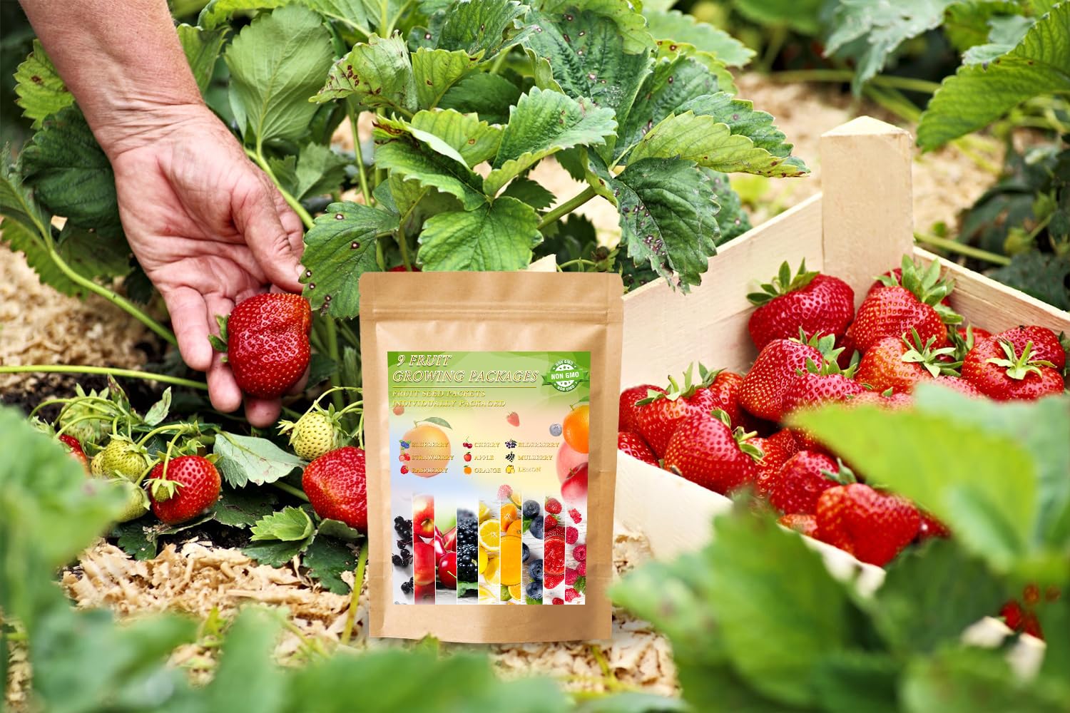 Ficoszo raspberry seeds arrangement highlighting easy germination and backyard harvest potential