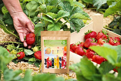 Ficoszo raspberry seeds arrangement highlighting easy germination and backyard harvest potential