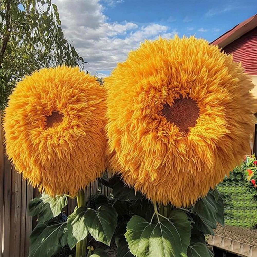 Ficoszo border planting of sunflowers adds bright color to garden edges.