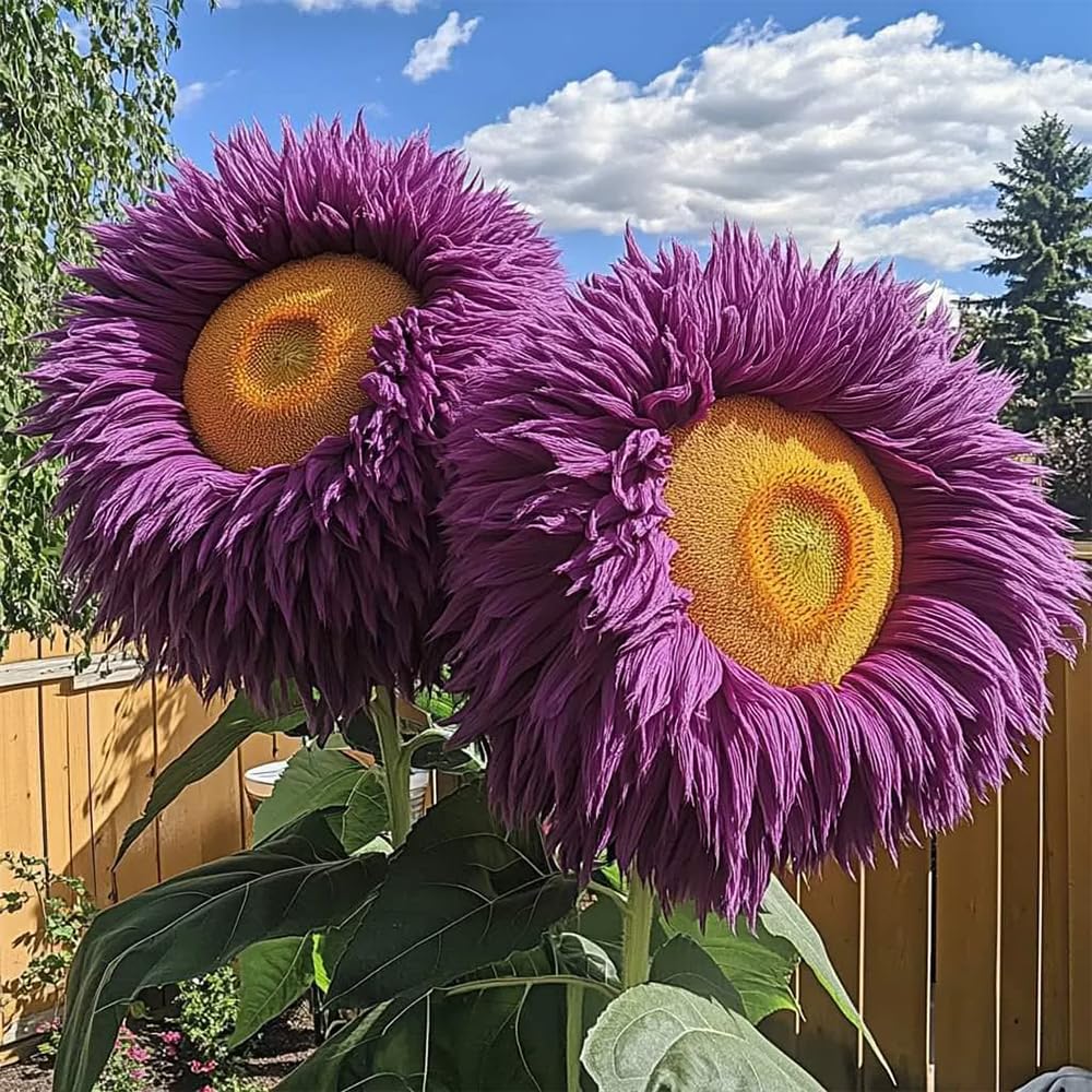 Ficoszo bouquet-ready stems of sunflowers for cheerful cut flowers.