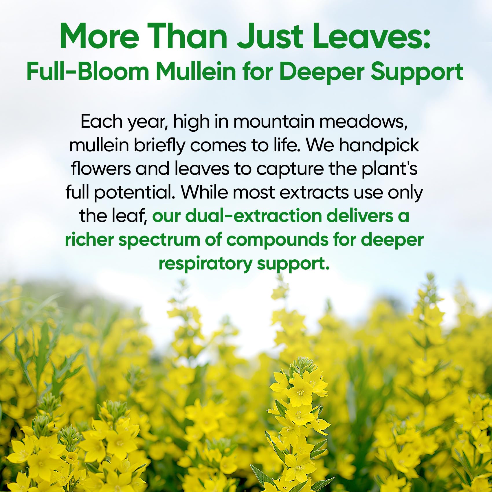 Close-up of Fidus Mullein Drops packaging highlighting dual mullein extract benefits.