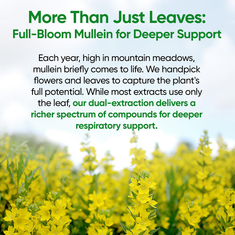 Close-up of Fidus Mullein Drops packaging highlighting dual mullein extract benefits.