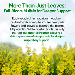 Close-up of Fidus Mullein Drops packaging highlighting dual mullein extract benefits.