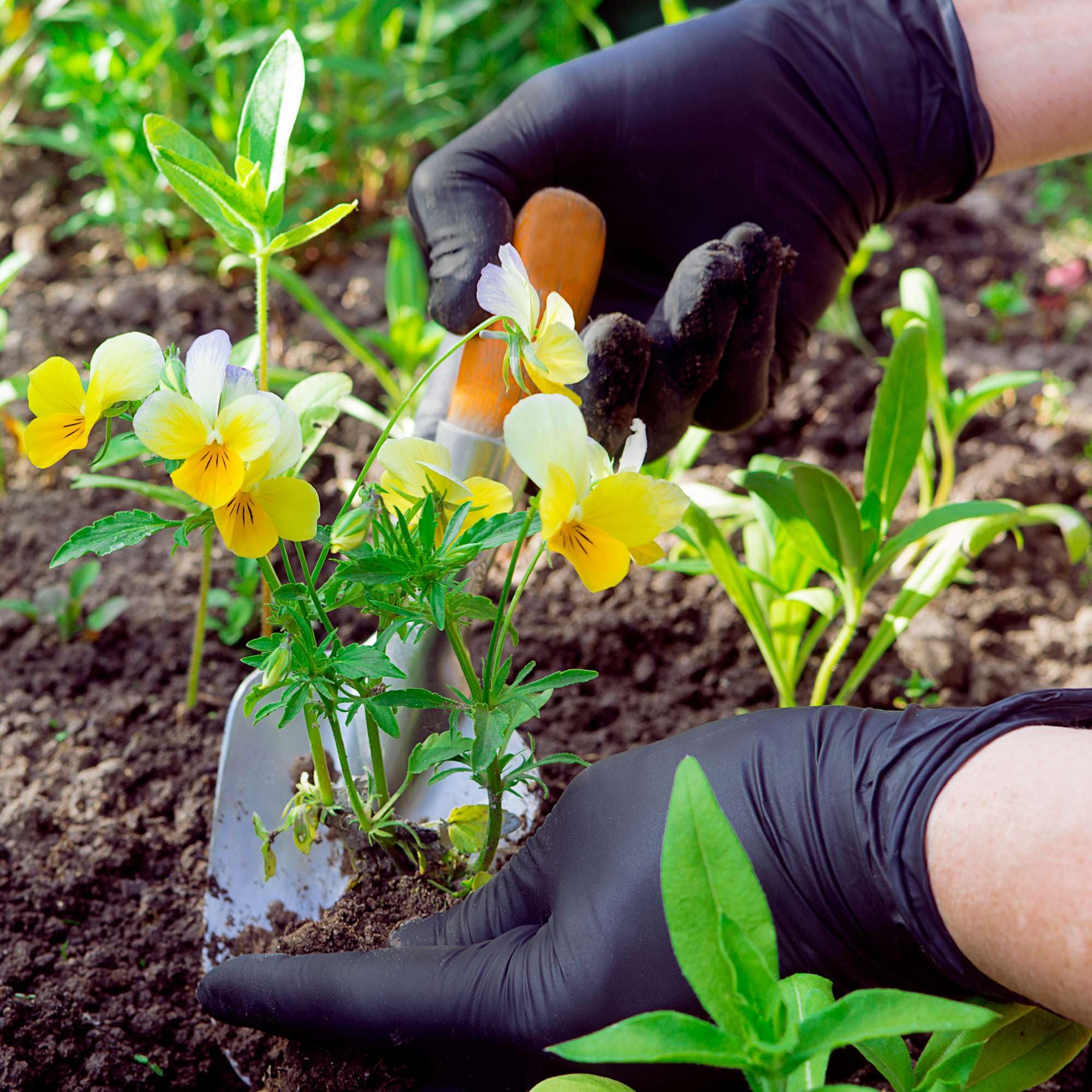 FifthPulse biodegradable nitrile material supports greener glove choices.