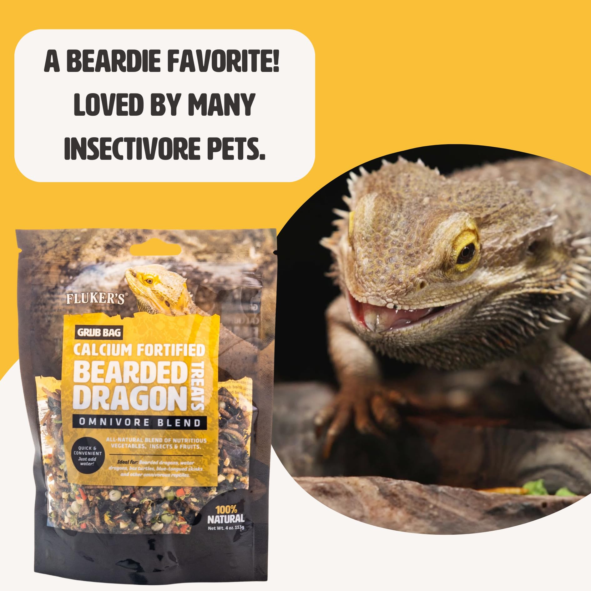 Bearded dragon being fed Fluker's Grub Bag serving scene