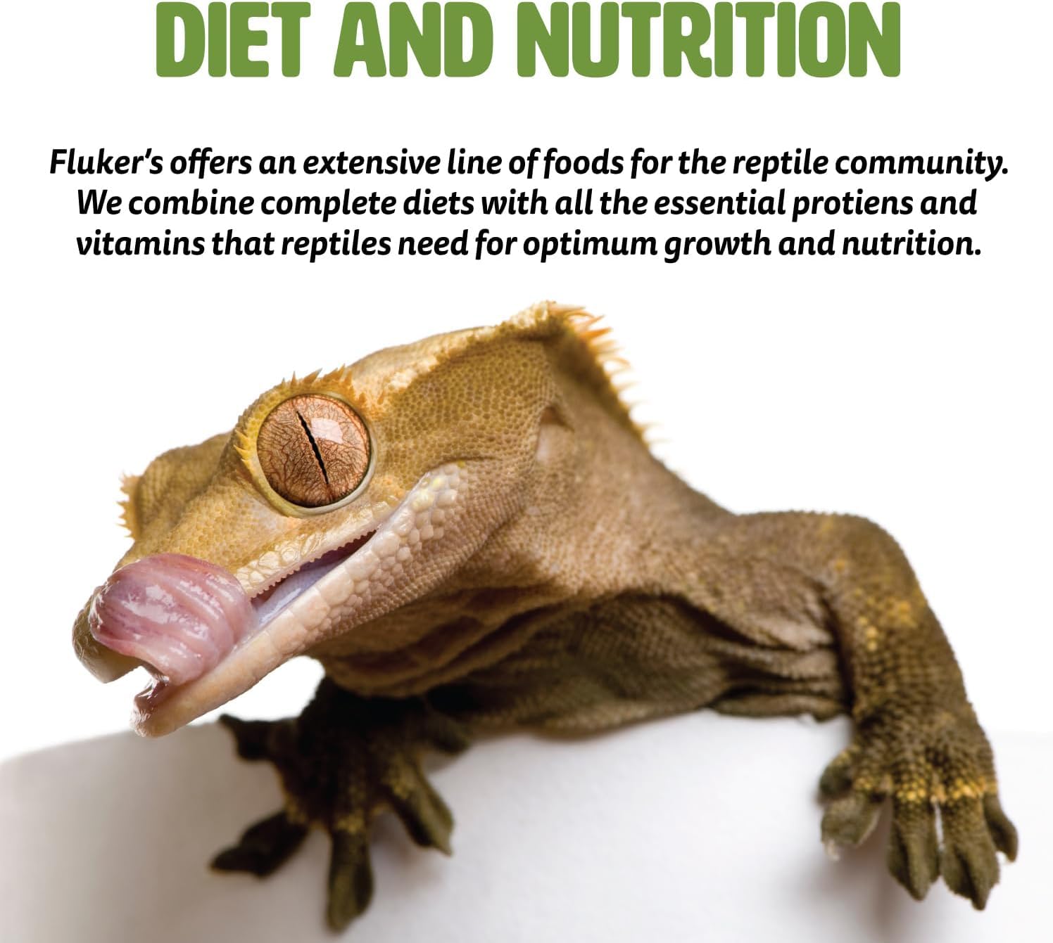 Reptile meal setup with Fluker's Grub Bag portions