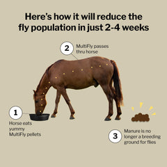 Formula 707 MultiFly horses feeding scene showing palatable daily pellets.