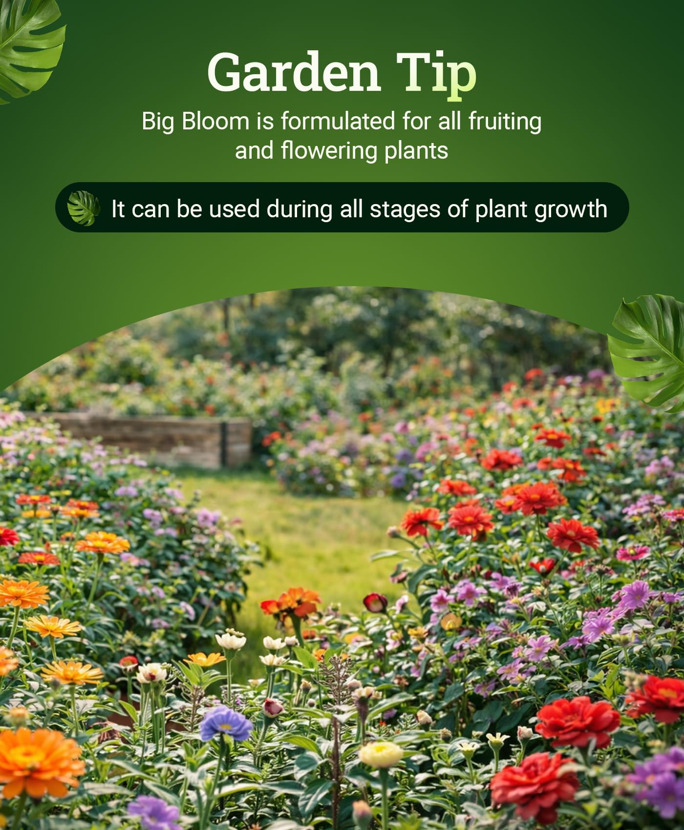 Fox Farm Big Bloom dilution in water supports nourishing irrigation for robust growth.