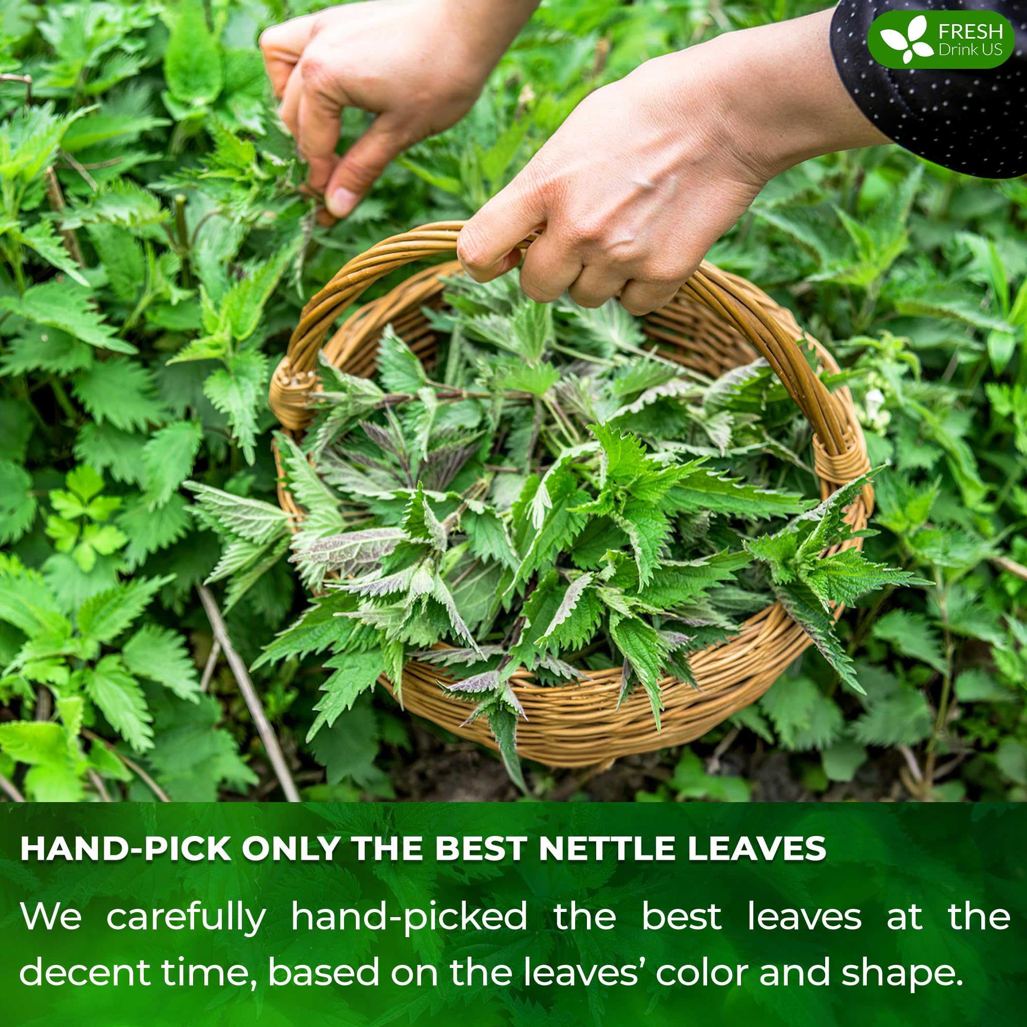 FreshDrinkUS nettle tea bag steeping for a soothing ritual.