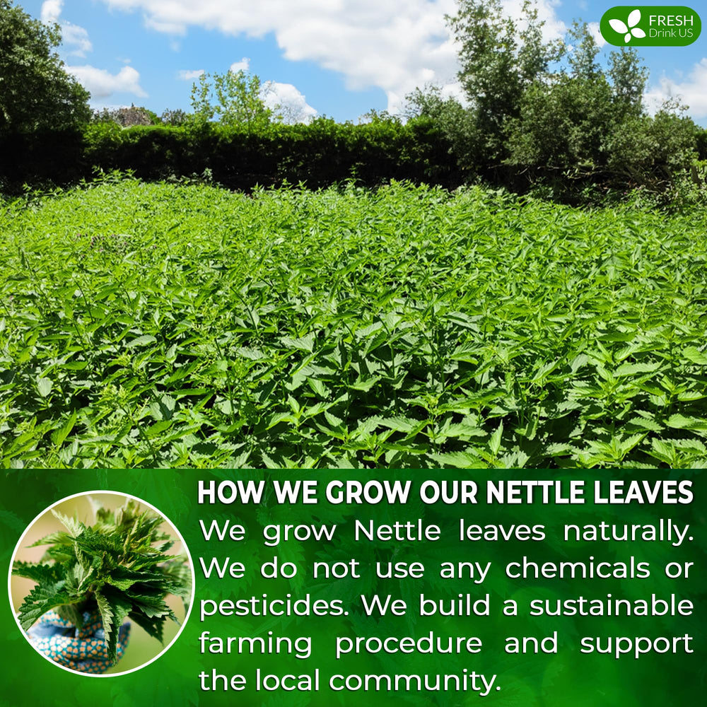 FreshDrinkUS nettle tea cup steeping reveals rich aroma.