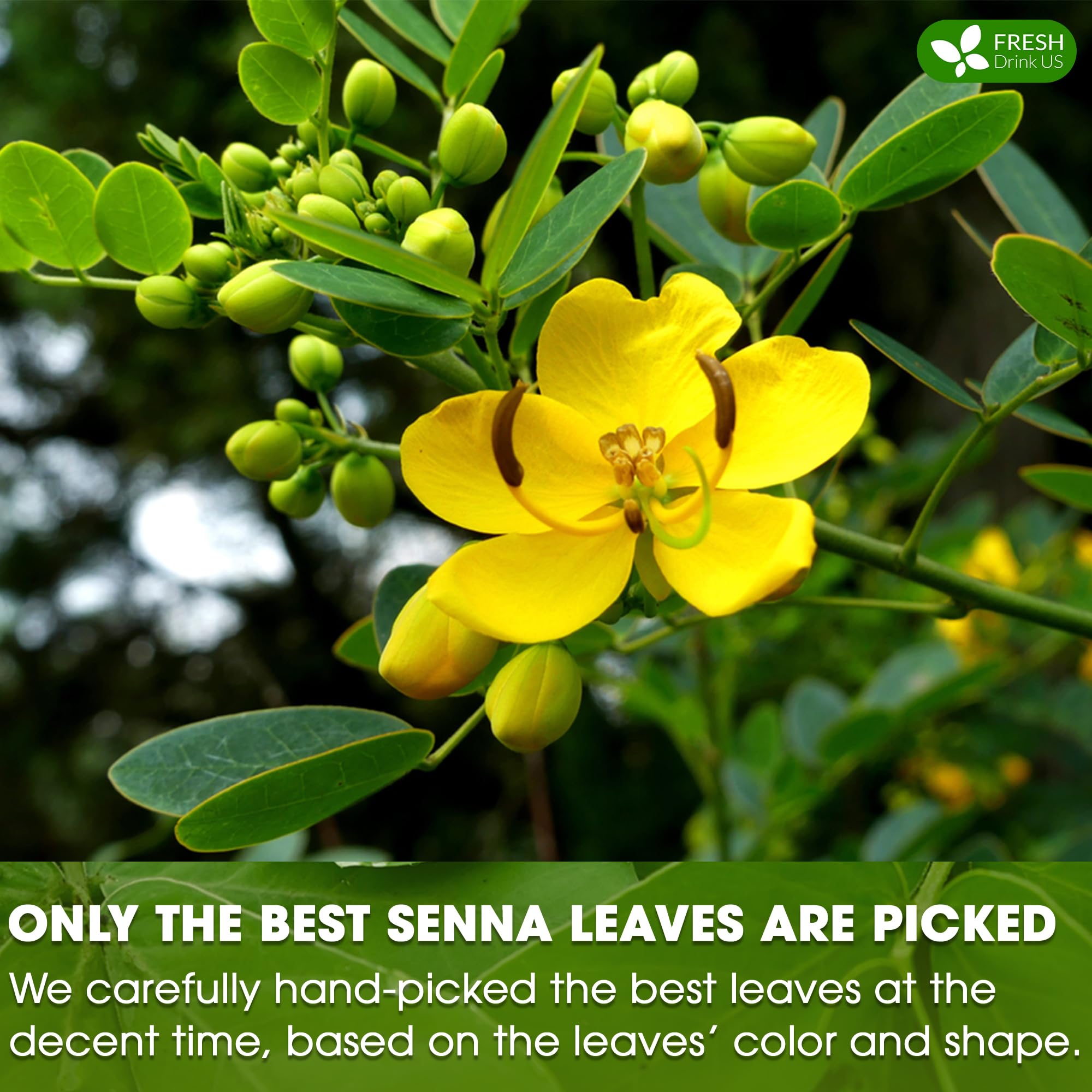 FreshDrinkUS senna tea bags brewing cold, showcasing versatile serving options.