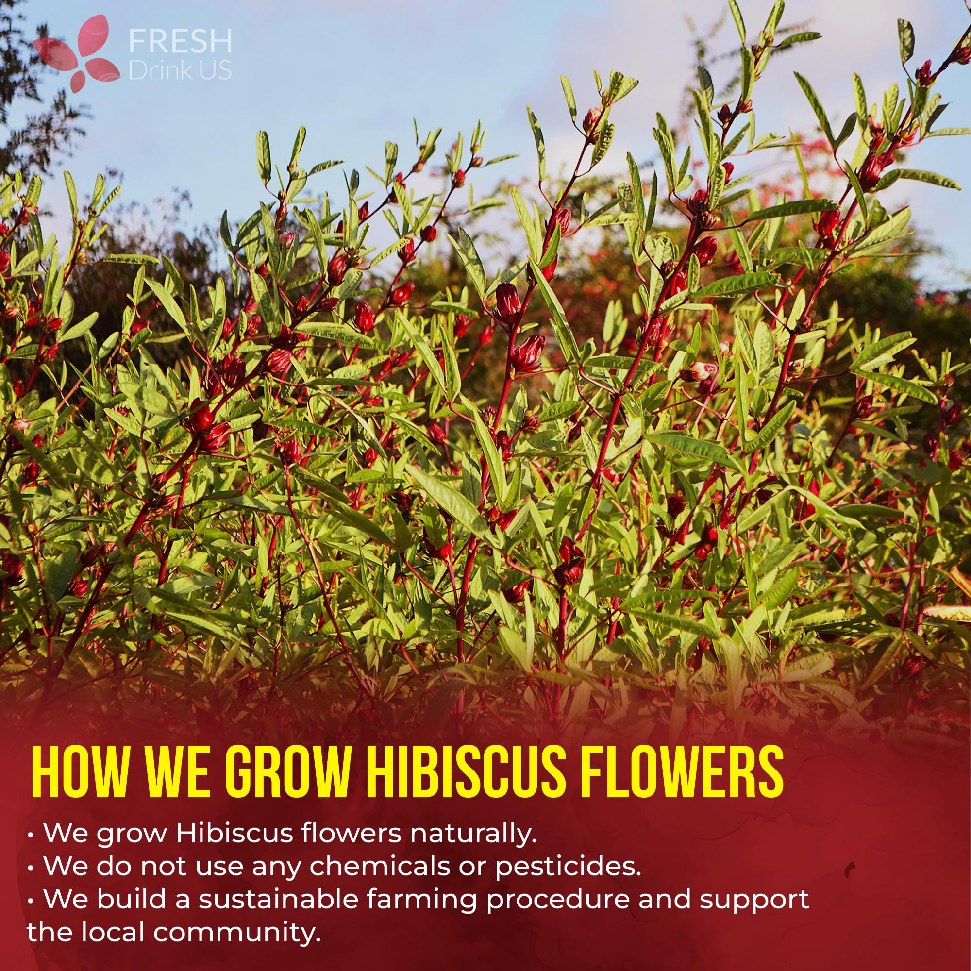 Brewing FreshDrinkUS hibiscus tea in hot water.