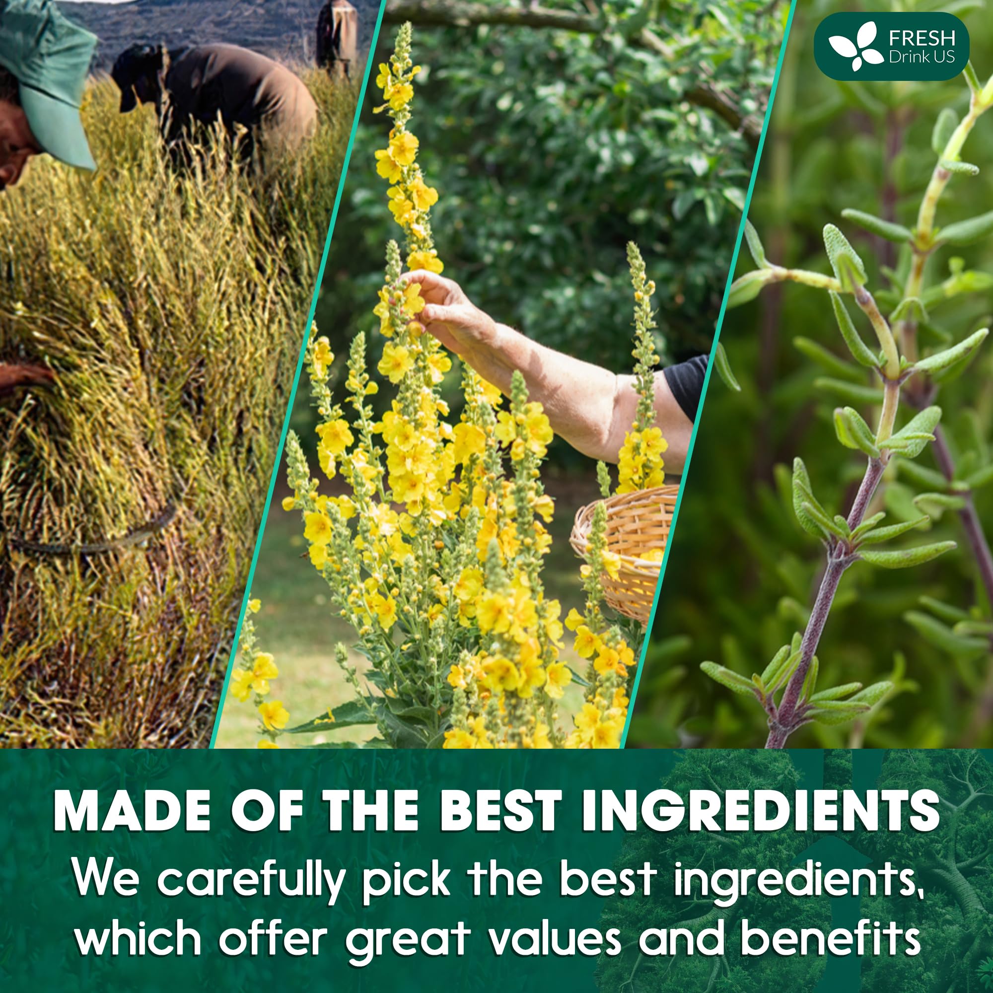 FreshDrinkUS ingredient close-up highlights mullein, ginger, and elderberry for flavor.