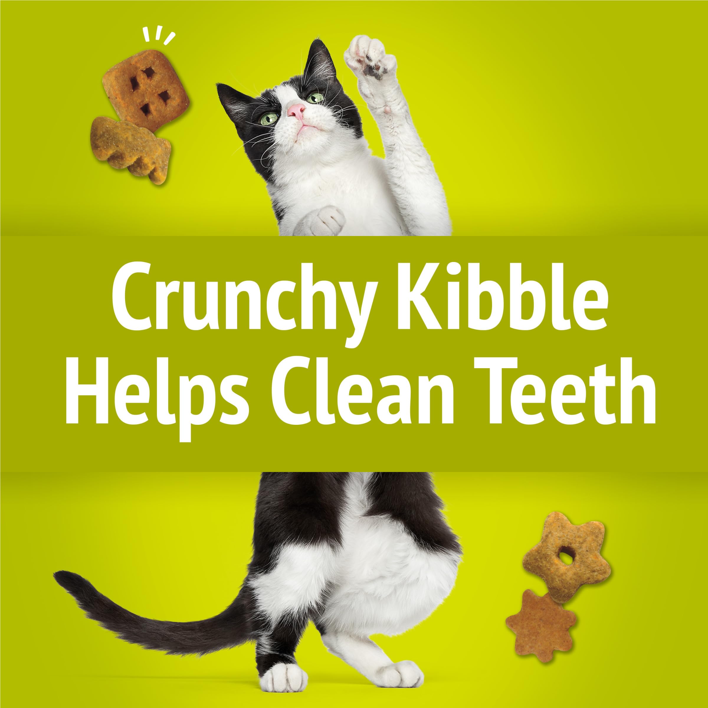 Adult cat snacks with crunchy texture on glass bowl.