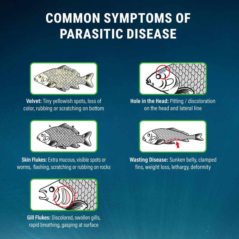 In-tank treatment application demonstrating effective parasite control with Fritz ParaCleanse