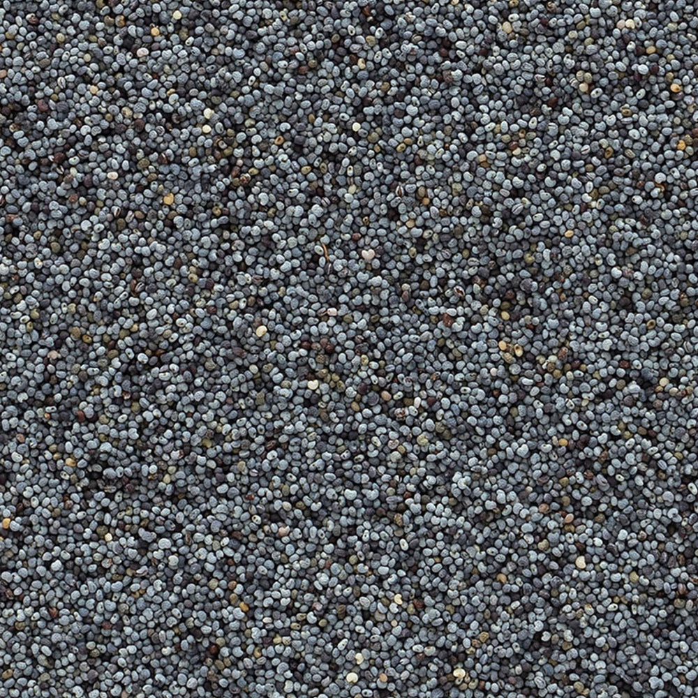 Frontier Co-op blue-black poppy seeds highlight flavor in close-up view