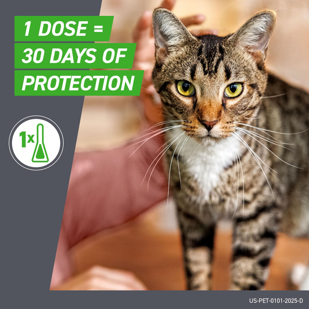 Frontline Plus at home with a calm cat highlights easy protection at home.