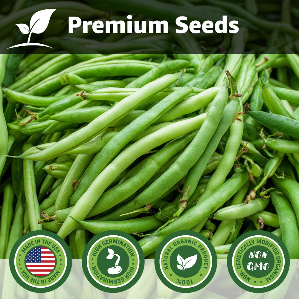 Fruivity 40 Contender bush bean seeds closeup, fast germination supports quick harvest planning.