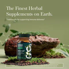 Gaia Herbs Olive Leaf amber bottle highlights premium extract for seasonal wellness