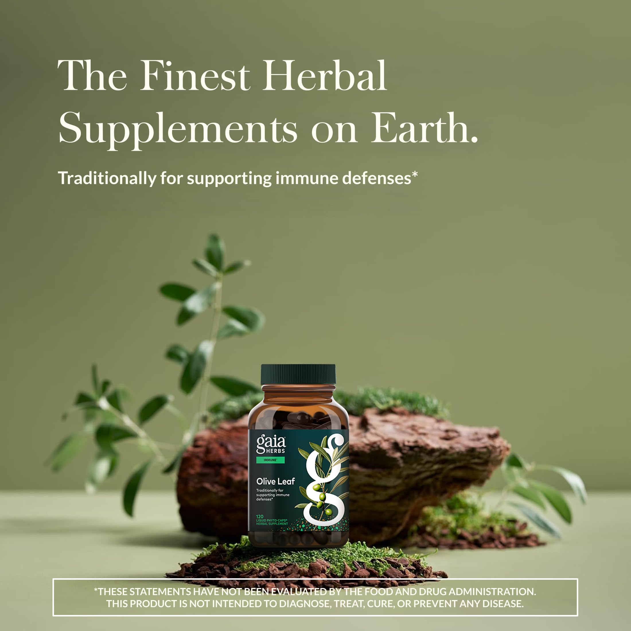 Close-up of Gaia Herbs Olive Leaf oleuropein content highlighting potency.