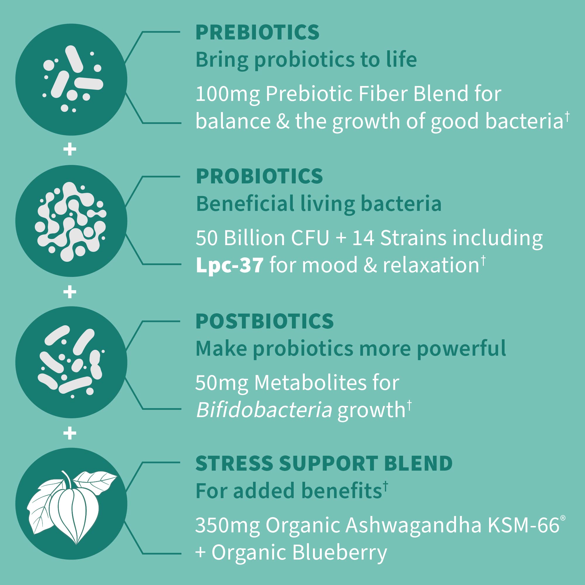 Garden of Life Calm prebiotics and postbiotics visual graphic for digestive health.