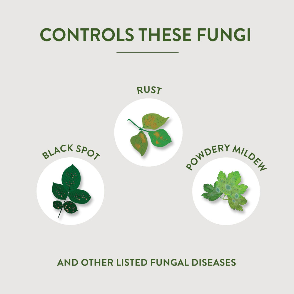 Leaves showing black spot and rust control in action.