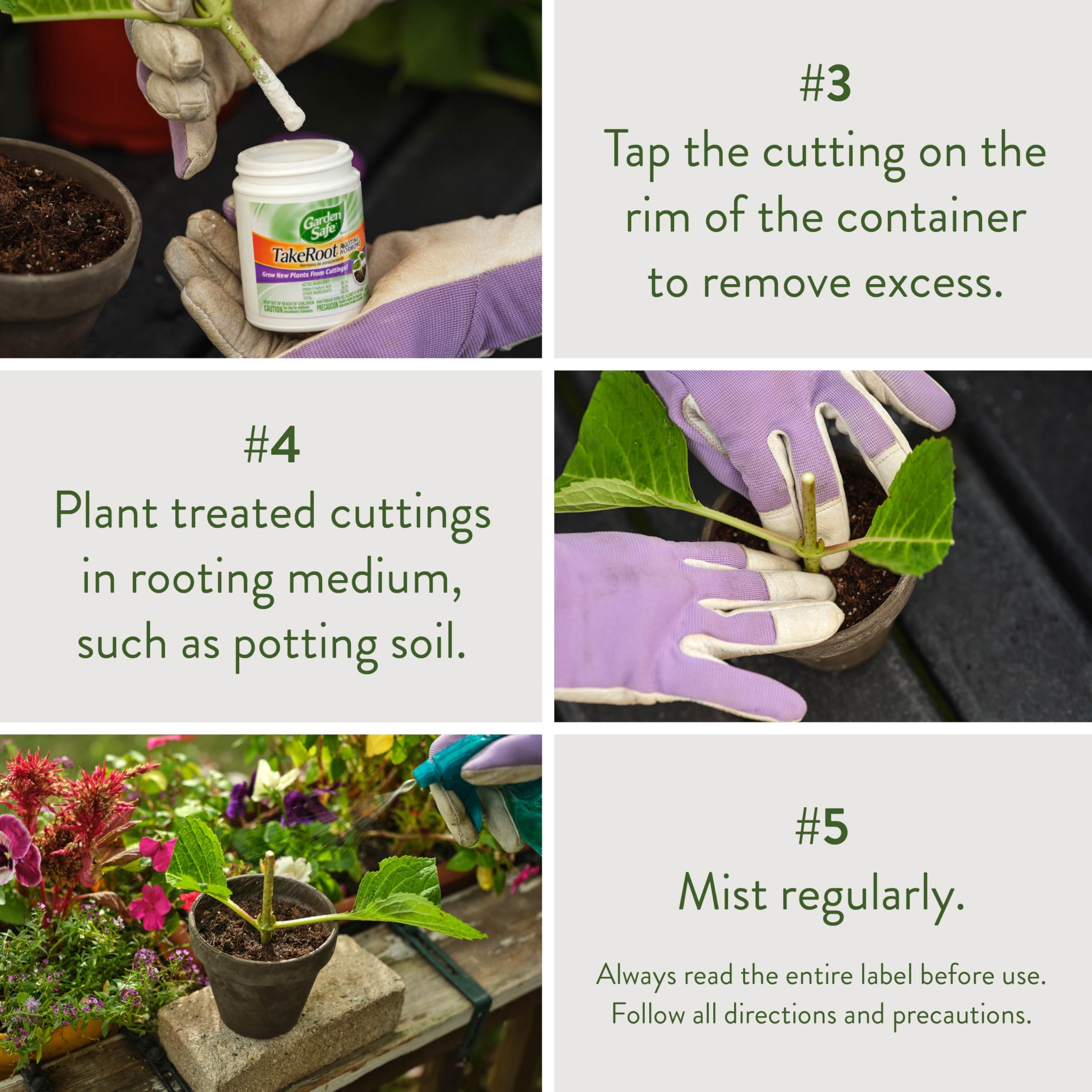 Geranium cutting dusted with TakeRoot to encourage root growth.