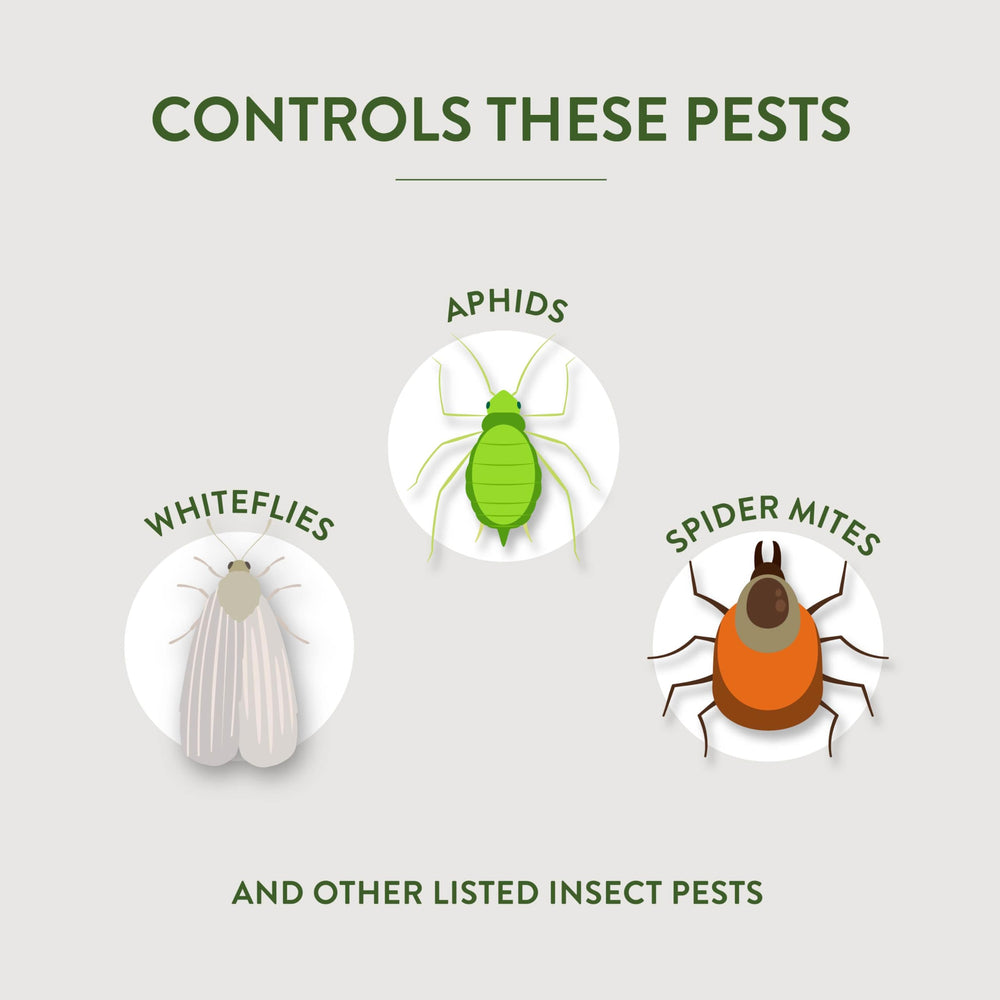 Roses and flowers leaves protected from common fungal diseases.
