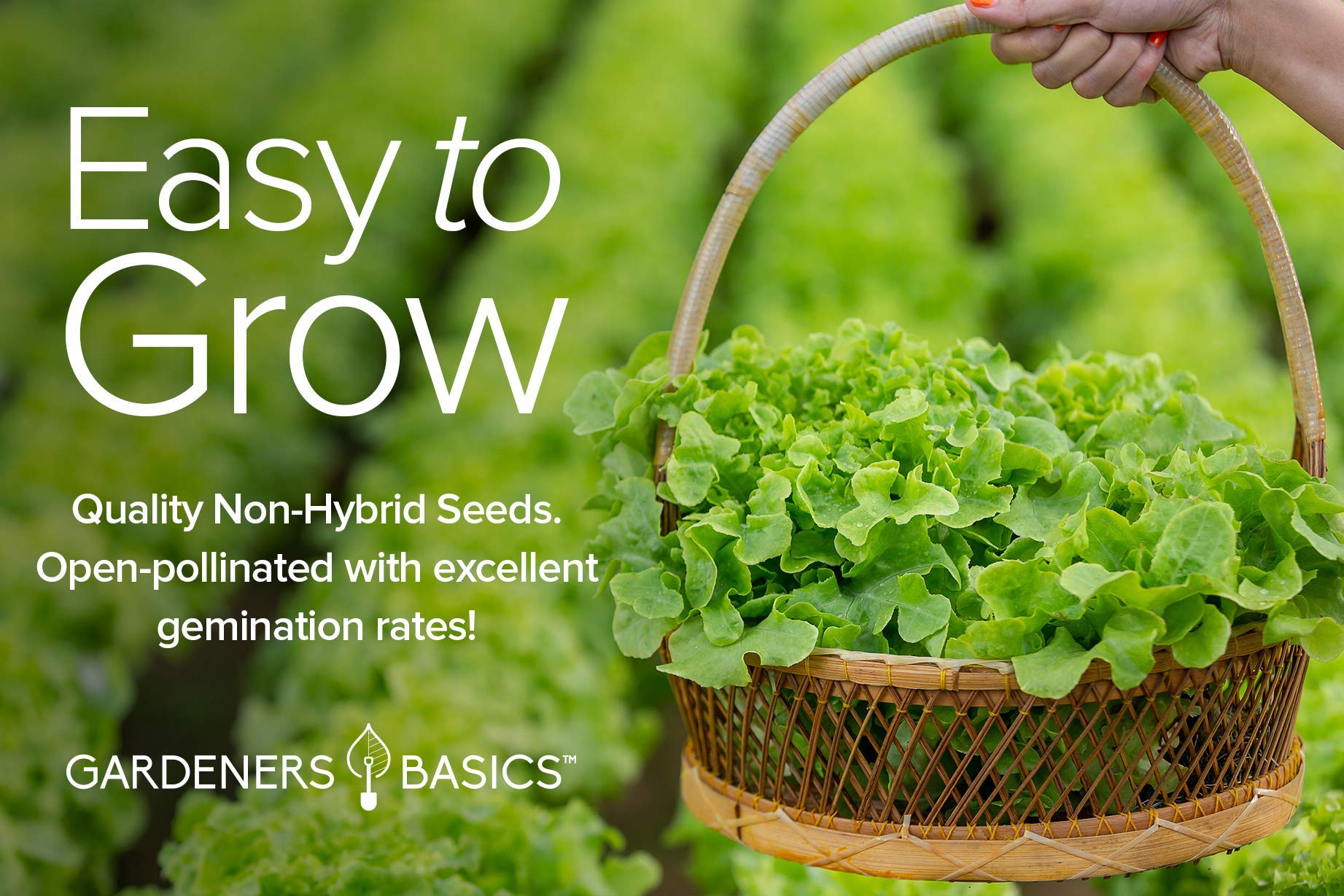 Gardeners Basics lettuce buttercrunch seeds deliver tender leaves with great flavor.