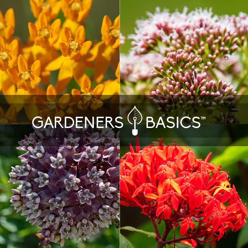 Gardeners Basics Milkweed Showy seeds packet features showy flowers for visual appeal.