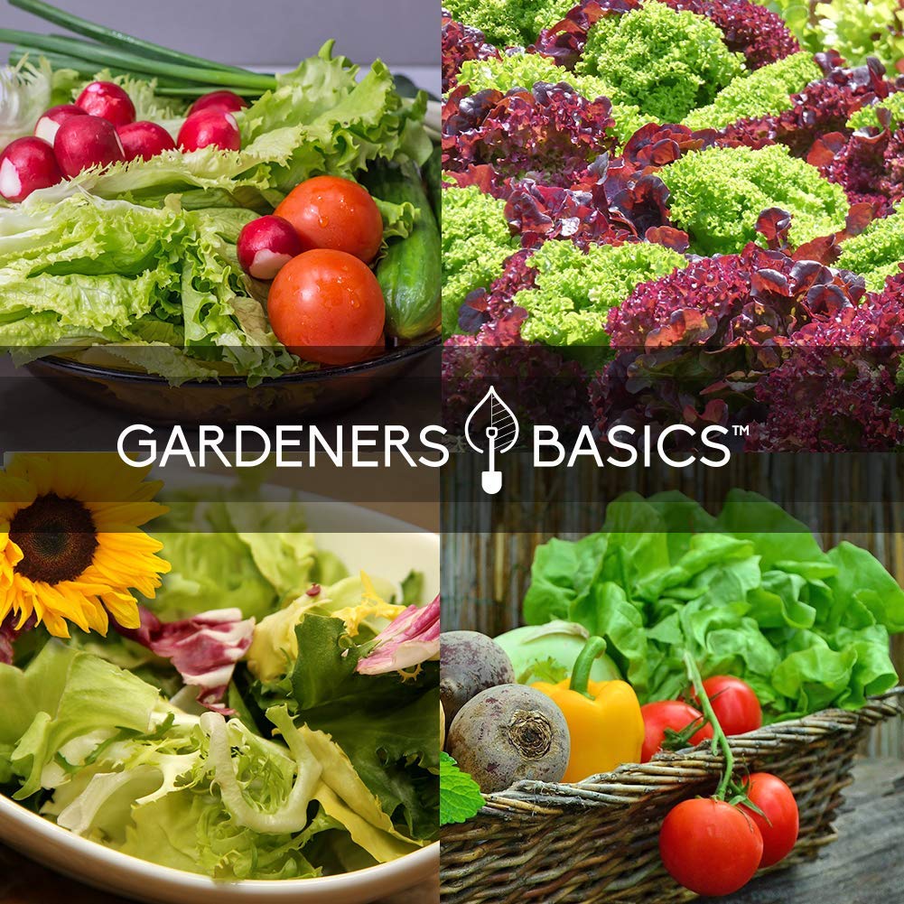 Gardeners Basics spinach bloomsdale seeds produce hearty, nutrient-rich leaves.