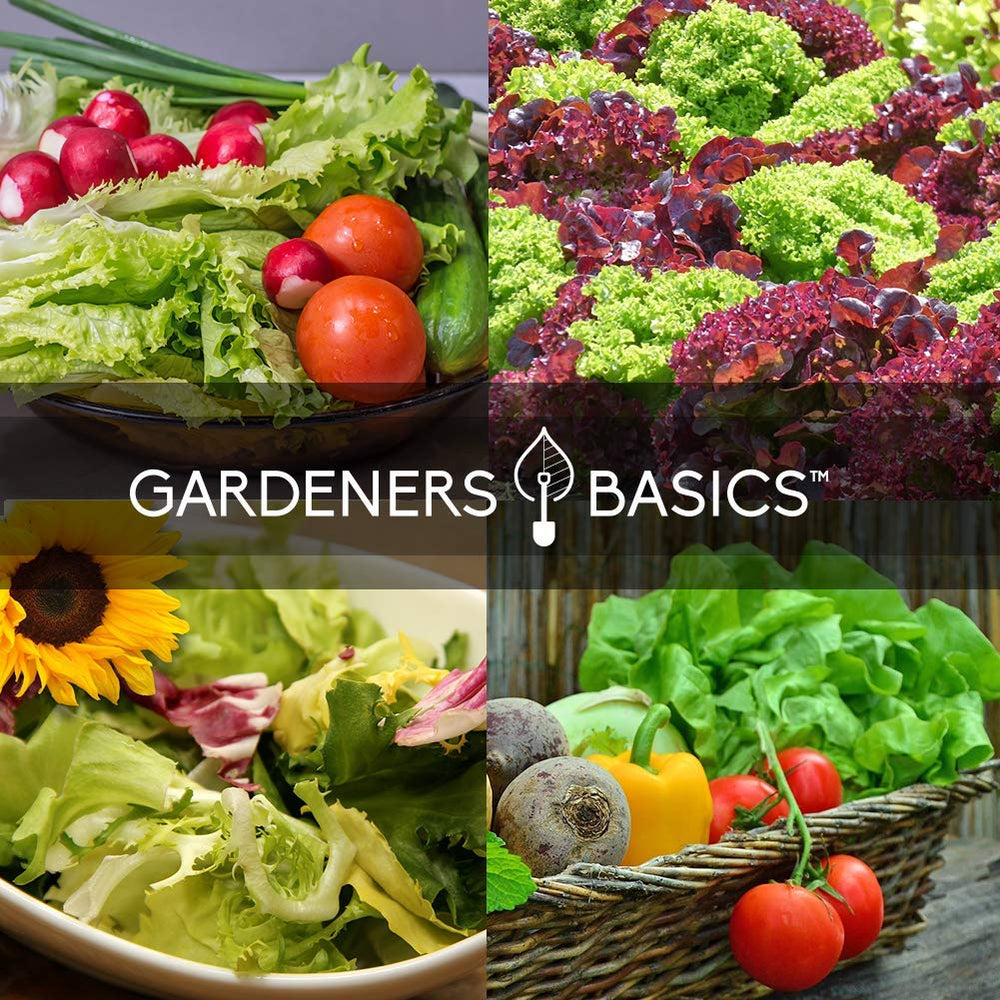 Gardeners Basics spinach bloomsdale seeds produce hearty, nutrient-rich leaves.