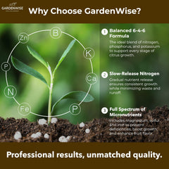 GardenWise Citrus Fertilizer applied around trunks for even uptake and vigor