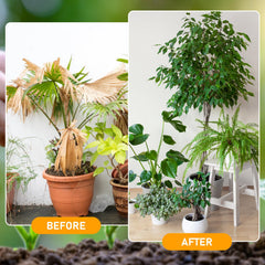 Generic 2Pcs Soil Activator promotes root growth and nutrient uptake.
