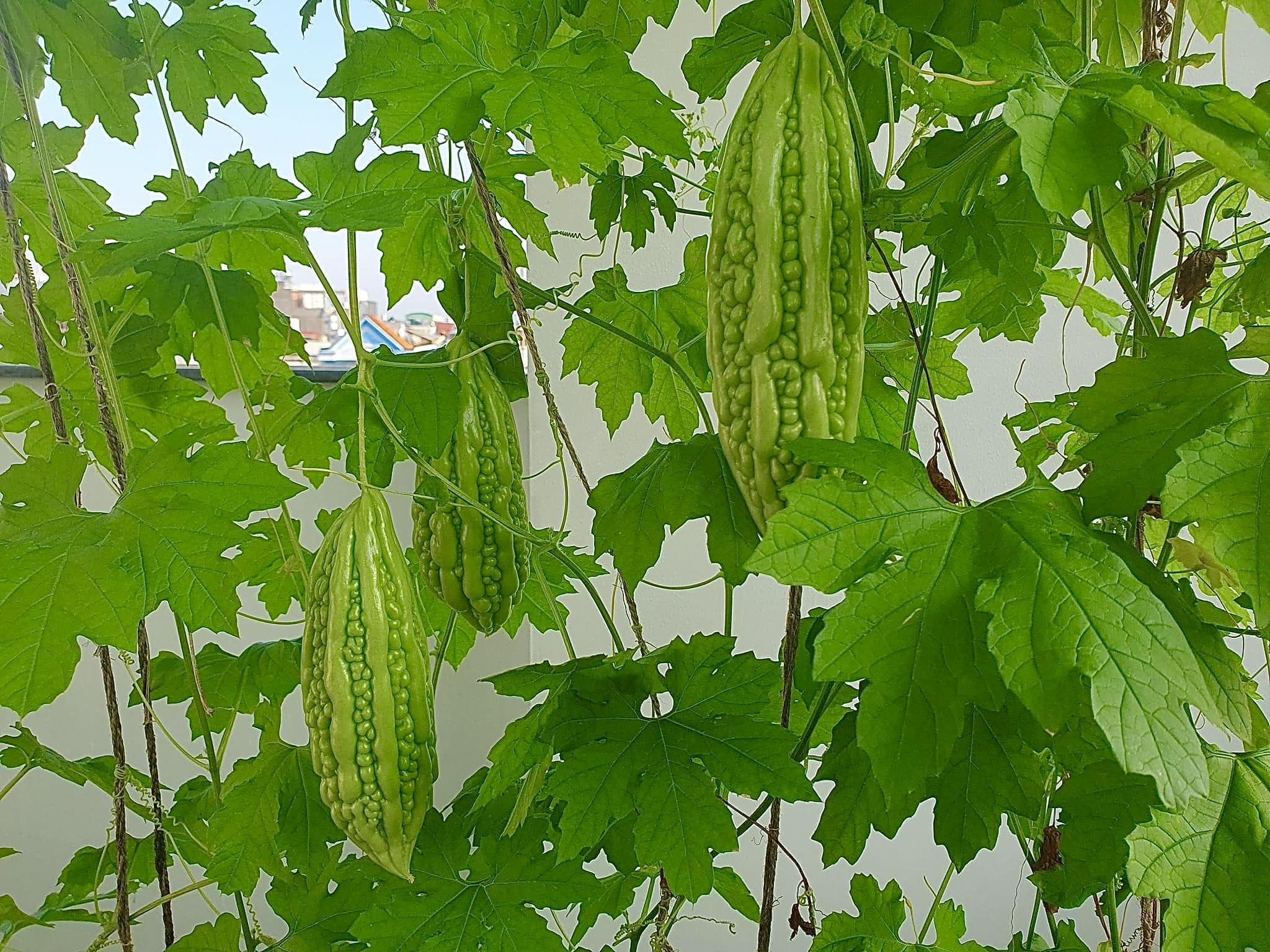 Generic Bitter Melon Seeds harvested fruits ready for fresh cooking